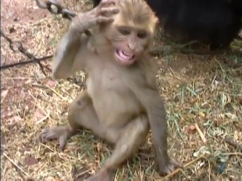 在印度虐待Monkey on Chain视频下载