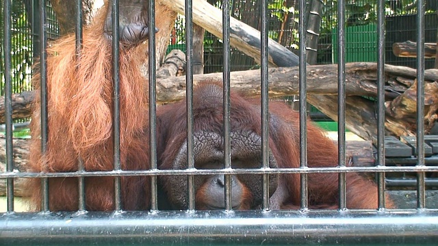 动物园的猩猩视频素材