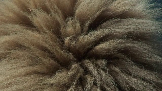 喀拉哈里沙漠狮子鬃毛视频下载