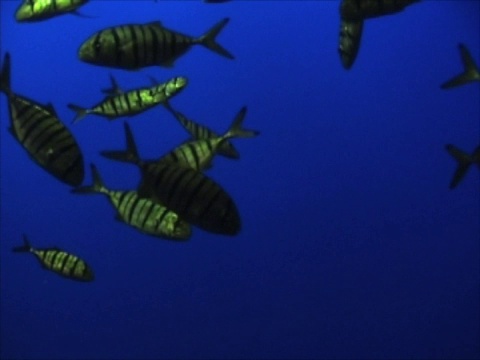 热带鱼(NTSC)视频下载