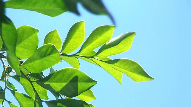 春天:阳光透过树叶视频素材