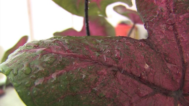 水滴从树叶上滴下来视频素材