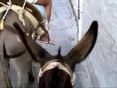 在村子里骑驴视频下载