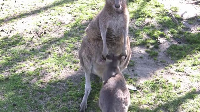 澳大利亚的袋鼠。乔伊跳进妈妈的育儿袋。视频素材