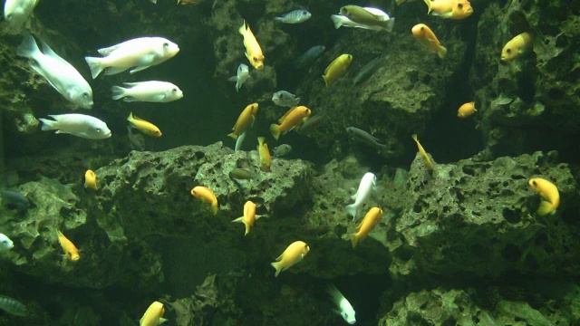 巨大水族馆中的非洲菊科鱼视频素材