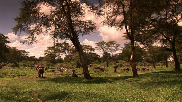 在非洲的大象视频素材