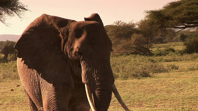 在非洲的大象视频素材