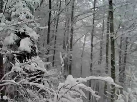 下雪的森林视频素材