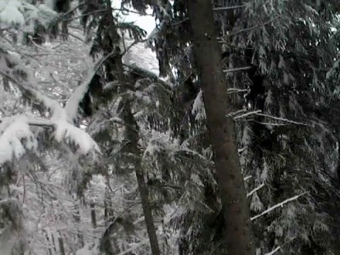 雪茂密的森林视频素材