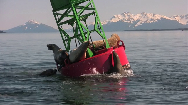 海狮高清&以最高质量保存。视频下载