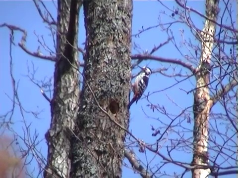 白背啄木鸟视频下载