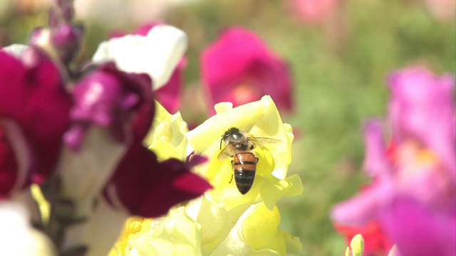 蜜蜂为它的花粉而工作视频下载