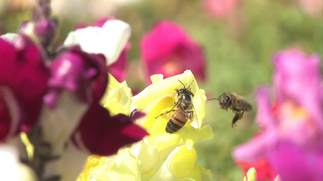 两只蜜蜂争夺花粉。HD1080。视频下载