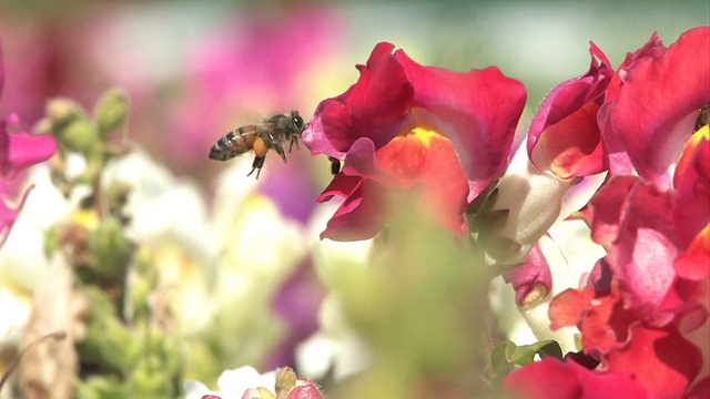 蜜蜂疯狂地寻找花粉。HD1080。视频下载