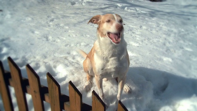 雪中狂吠的狗，原始速度视频下载