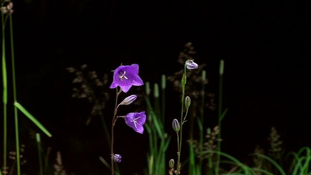 紫色的花视频下载