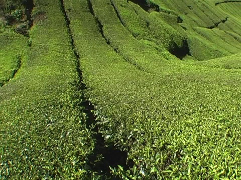 茶谷视频素材