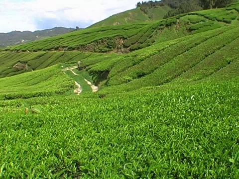 马来西亚茶园视频素材