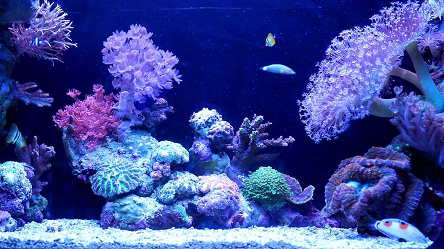 水下珊瑚礁和鱼类。视频下载