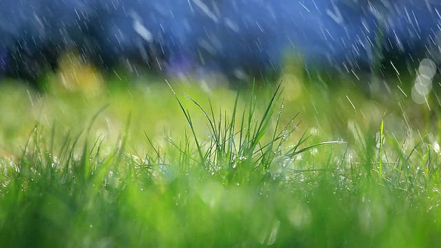 草与雨的选择焦点视频素材