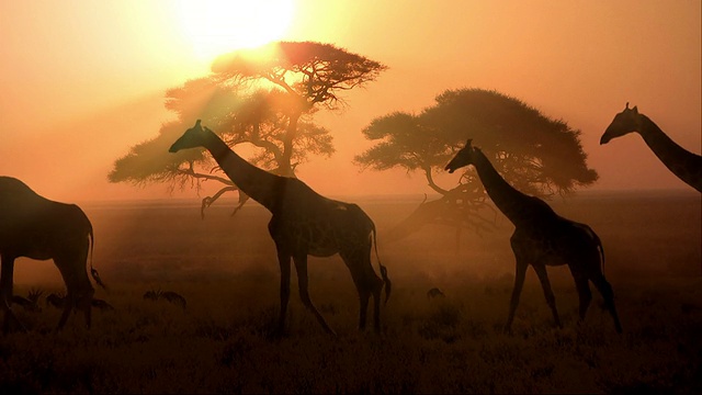 日落时分的一群非洲长颈鹿视频下载