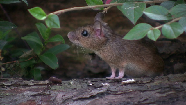 鼠标(Apodemus sylvaticus)视频素材