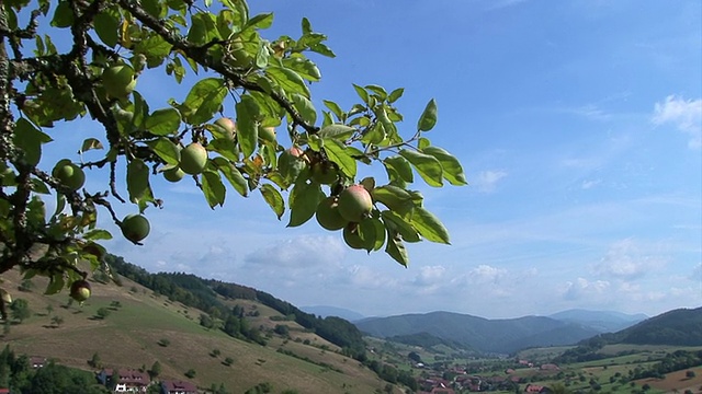 苹果树和山谷景色视频下载