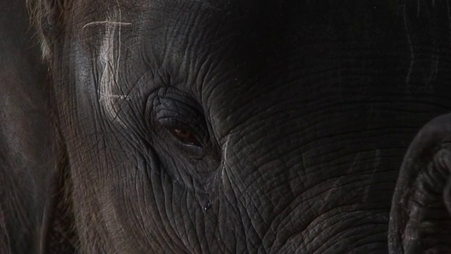 小象的眼睛和鼻子-特写视频素材