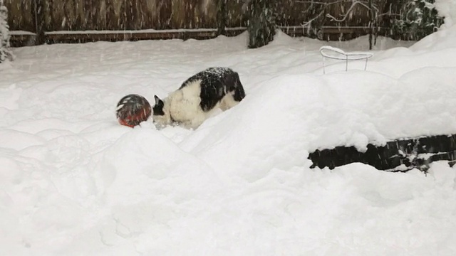 边境牧羊犬推球;下雪视频素材