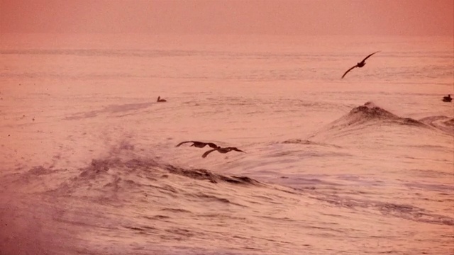 清晨，一股海浪拍打着海滩，鹈鹕飞来飞去视频素材