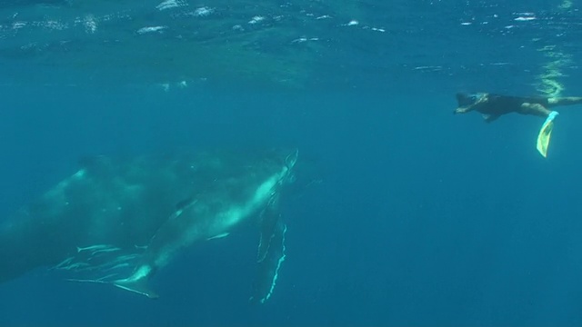 座头鲸母亲和幼鲸与浮潜视频素材