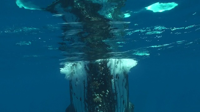 座头鲸在水下视频素材