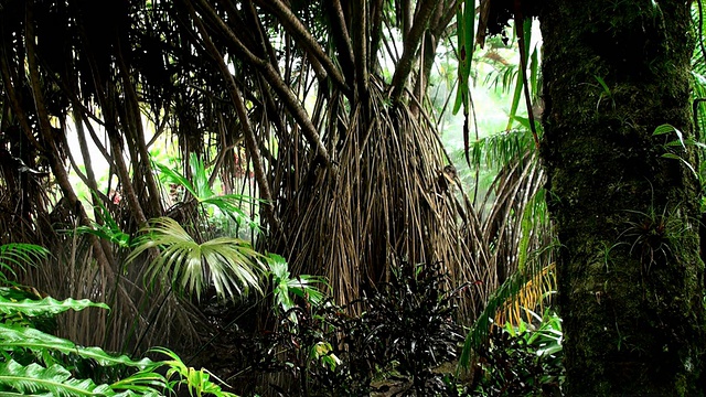 亚马逊热带雨林视频下载