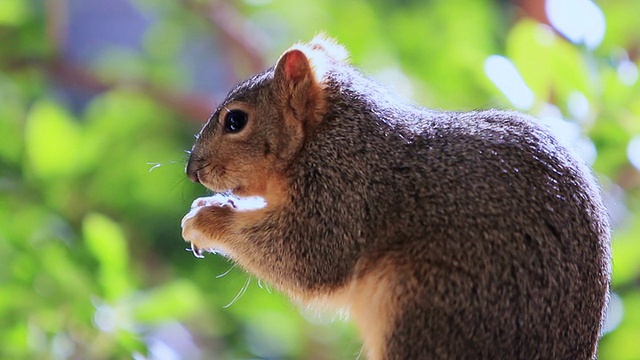 松鼠在树林里吃坚果视频素材