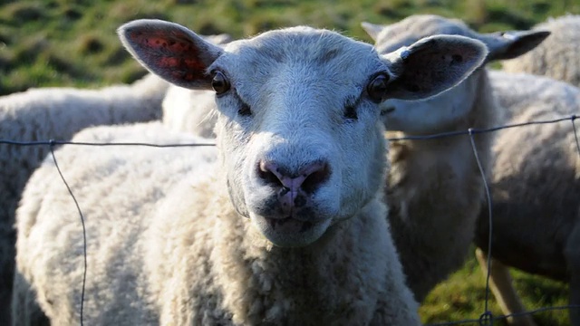 羊群中吵闹的羊视频下载