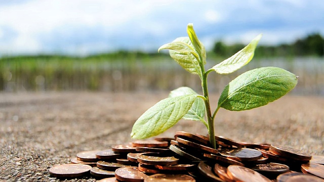 增长的投资-硬币与植物视频素材