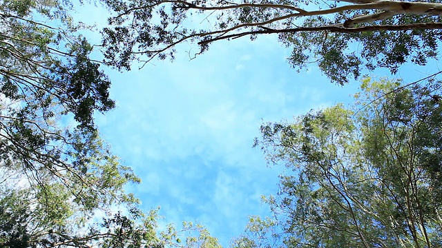 公园树木的高角度视图视频素材