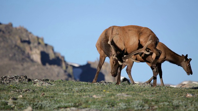 高清视频公牛麋鹿和雌性在落基山NP视频素材