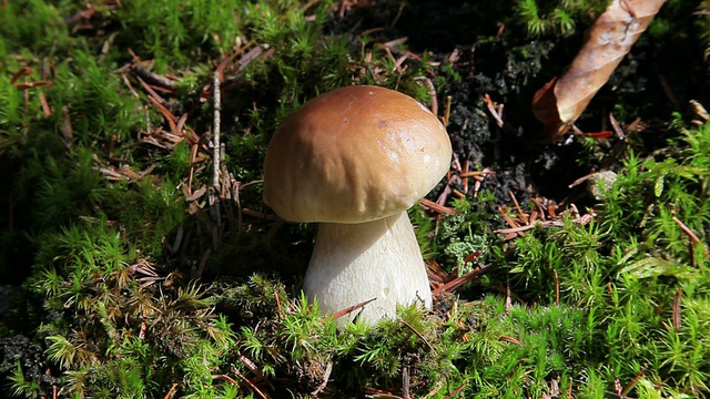 野外生长的蘑菇特写镜头视频素材