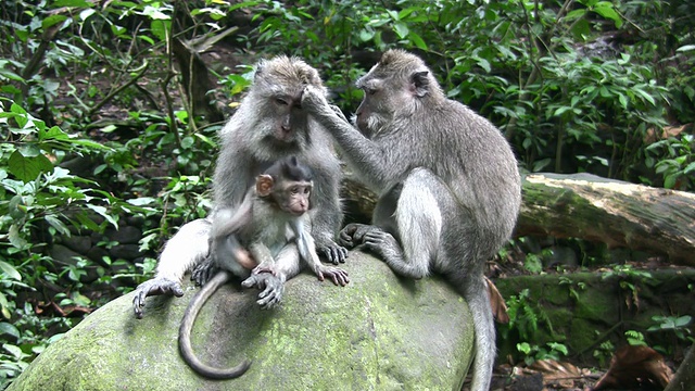 猕猴家庭美容，乌布，巴厘岛，印度尼西亚视频素材