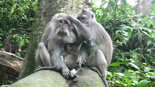 猴子的家庭视频素材