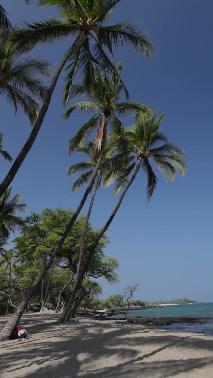 垂直视频椰子树在海滩和水视频购买
