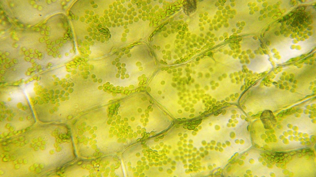 植物细胞中的叶绿体视频下载