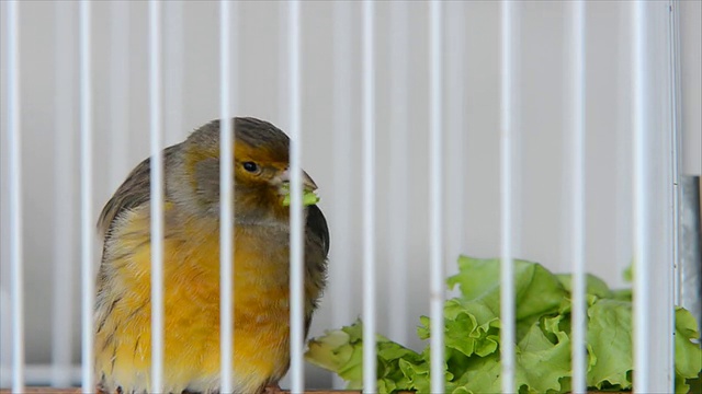 鸟在笼子里视频下载
