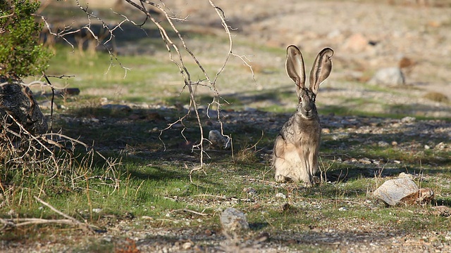 长耳大野兔正在吃草，后脚擦伤了脸视频下载