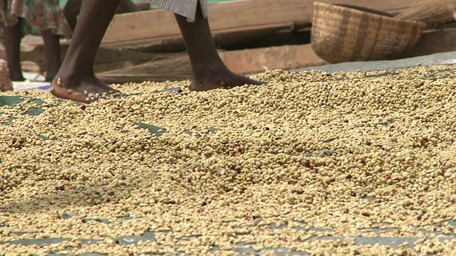 咖啡豆在阳光下晒干;人工挑选咖啡豆视频素材