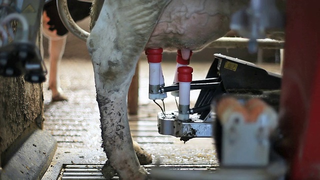 奶牛从挤奶机开始。视频素材