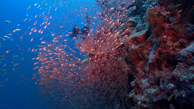 红海玻璃鱼浅滩-慢镜头视频下载