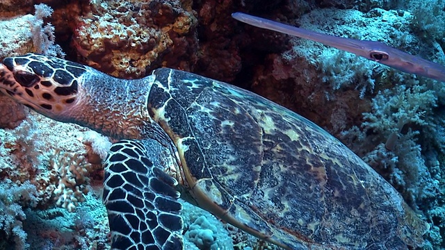 红海礁石上的海龟视频素材