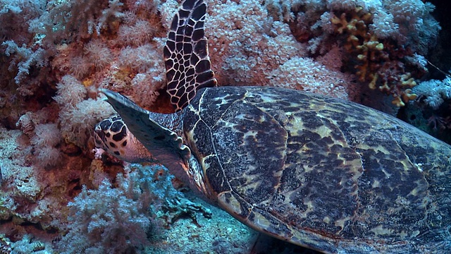 红海礁石上的海龟视频下载